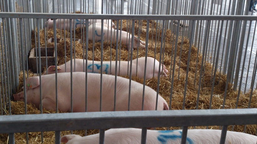 Ceny skupu świń rzeźnych (5.03.2023)