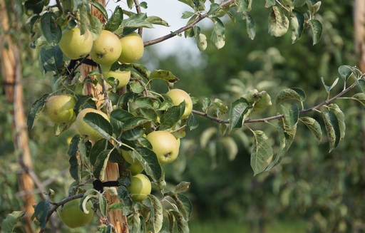 Plantacje jabłoni na przestrzeni lat
