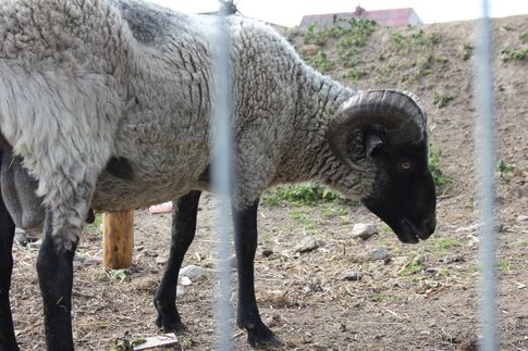 Ceny referencyjne wieprzowiny, wołowiny i baraniny w Polsce i UE (2.10.2016)