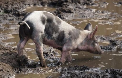 Wzrost cen unijnej wieprzowiny do 165,65 EUR/kg