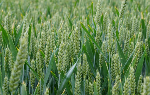 Ceny zbóż na giełdach towarowych (30.06.2019)