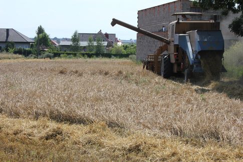 Rynek zbóż w Polsce i na świecie (04-10.08.2014)