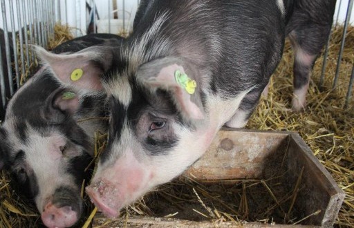 Półtusze wieprzowe znów drożeją, tylko klasa S potaniała