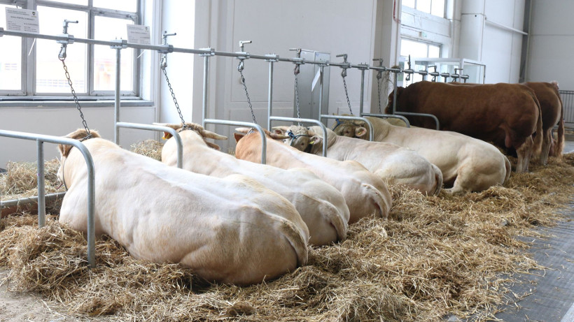 Ceny żywca wołowego, wieprzowego i drobiowego (05.05.2019)