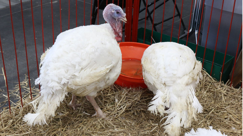 Ceny drobiu w Polsce (19.10.2025)