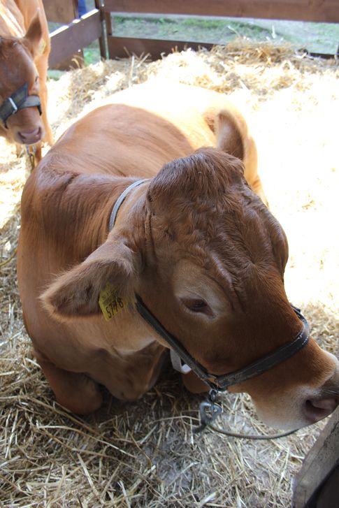 Czerwiec był miesiącem stabilizacji cen wołowiny w UE