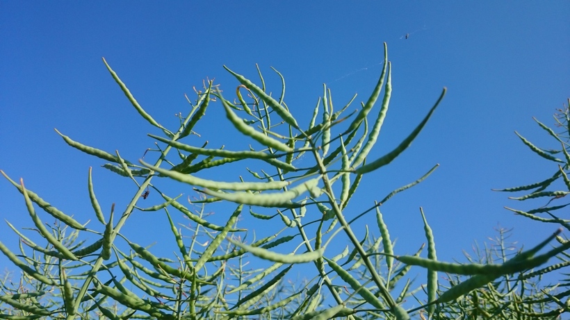 Średnia cena rzepaku poniżej 1800 zł/t (19.06.2016)