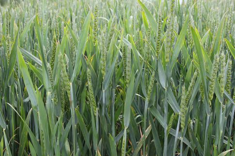 Ceny zbóż na giełdach towarowych (19.06.2016)