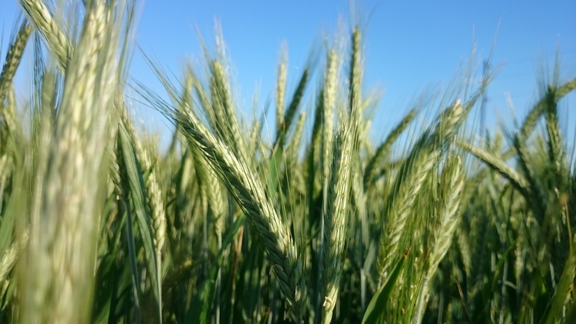 Ceny zbóż w Polsce. Żyto i kukurydza drożeją