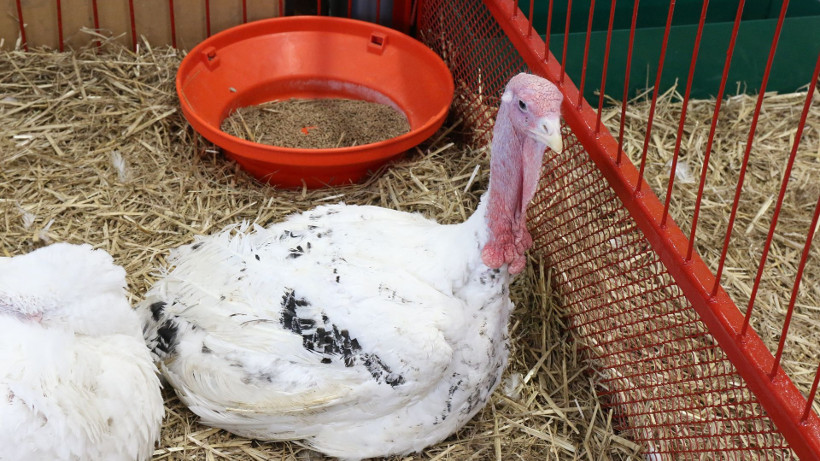 Ceny drobiu w Polsce (22.02.2026)