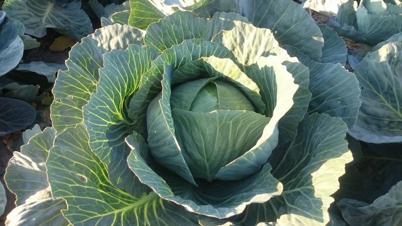 Ceny warzyw i pieczarek w Polsce (18.10.2016)