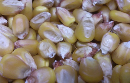 Notowania zbóż. Ceny kukurydzy na CBoT wystrzeliły po zaskakująco dobrych danych eksportowych (21.11.2014)