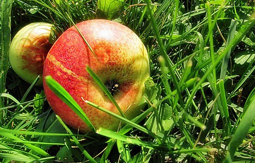 Ceny polskich jabłek eksportowych