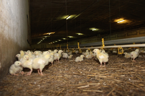 Ceny mięsa wołowego, wieprzowego i drobiowego (16.10.2016)