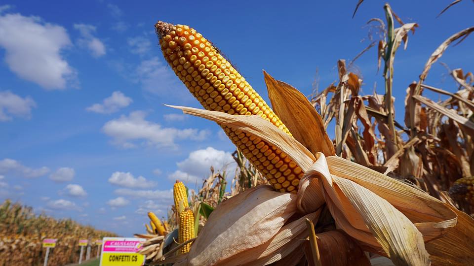 Rynek zbóż w kraju (22.11.2020)