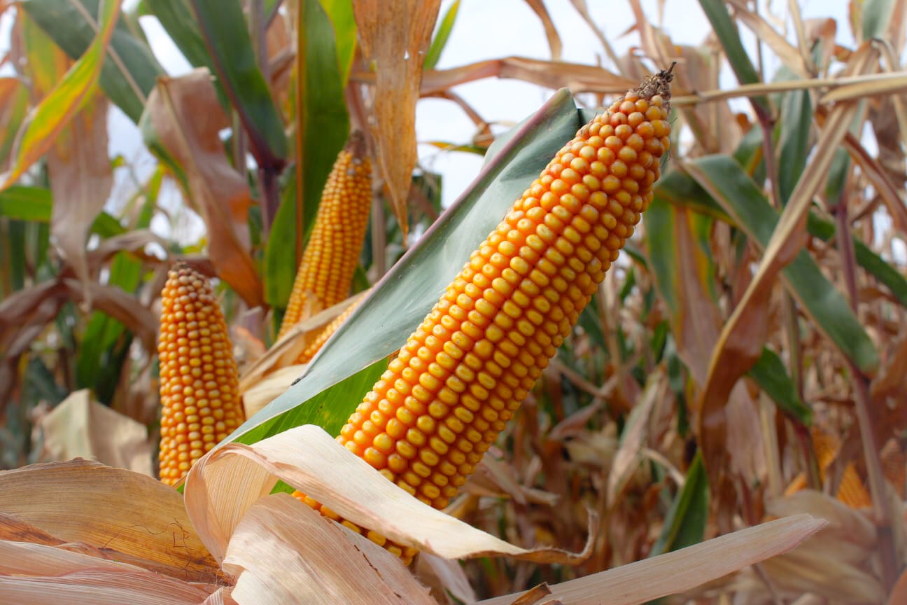 Komisja Europejska obniża oczekiwne plony kukurydzy