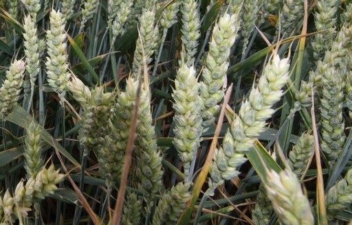 Notowania zbóż i oleistych. Uspokojenie notowań kukurydzy i soi, ostra korekta w dół pszenicy (1.07.2015)