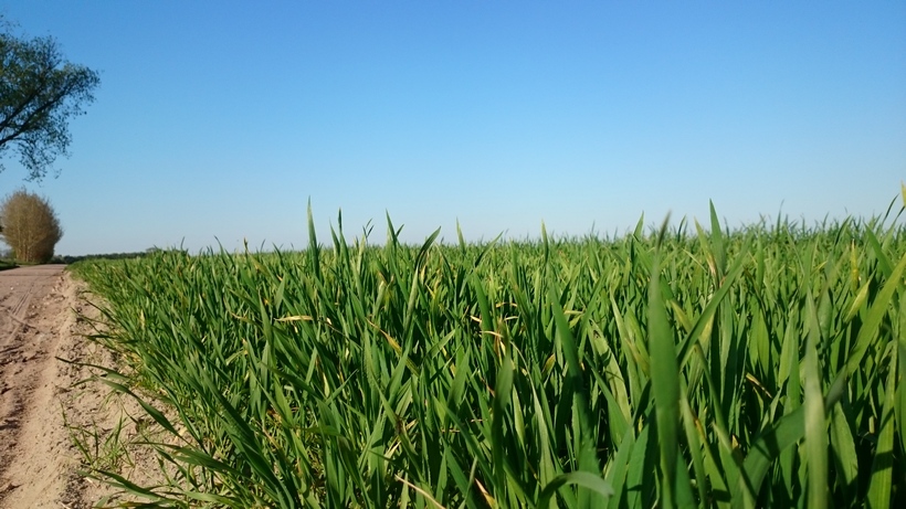 Ceny zbóż na giełdach towarowych (12.07.2020)