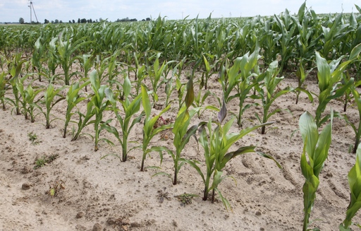 Notowania zbóż. Amerykańska kukurydza runęła w dół blisko 5% (31.03.2015)