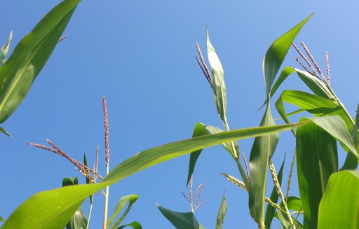 Notowania zbóż. Kukurydza najdroższa od 2 lat, pszenica od ponad roku (2.07.2015)