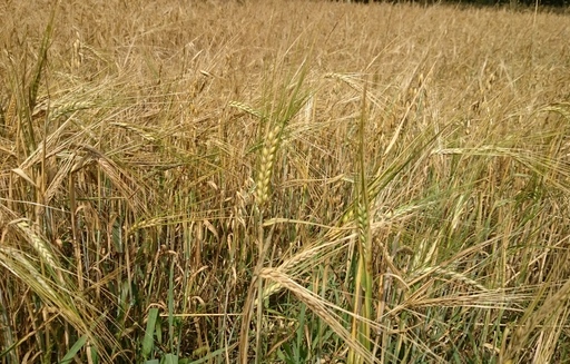 Spadek cen zbóż w skupie (26.06.2016)