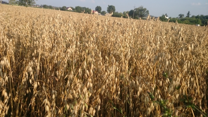W końcówce sierpnia podrożały pszenica, owies i pszenżyto