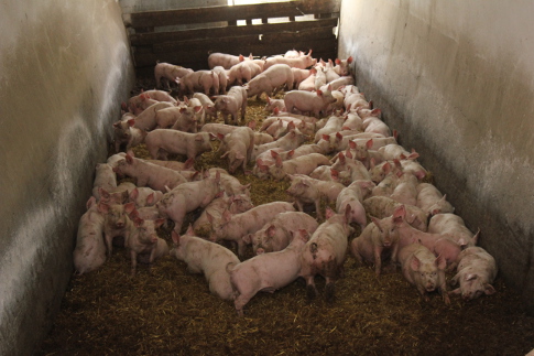 Ceny referencyjne wieprzowiny, wołowiny i baraniny w Polsce i Unii Europejskiej (06.04.2014)