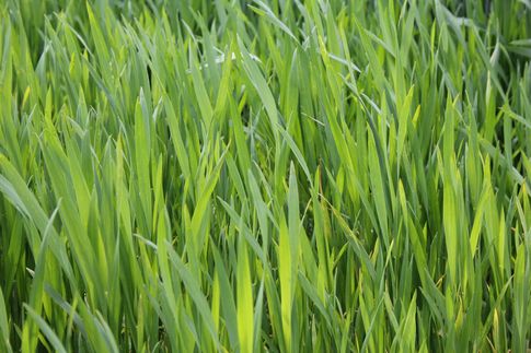 Notowania zbóż i oleistych. Pszenica kontynuowała we wtorek spadki (29.06.2016)