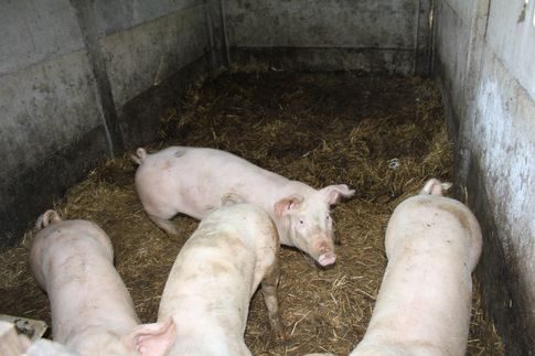 Ceny skupu świń rzeźnych (28.11.2021)