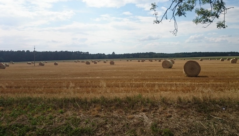 FAMMU/FAPA: Duża podaż hamuje wzrost cen zbóż