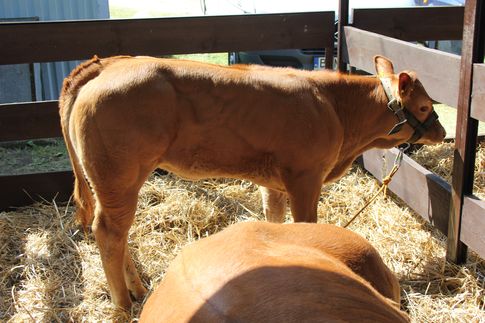 Prognoza cen skupu bydła. Do końca roku ceny będą rosnąć