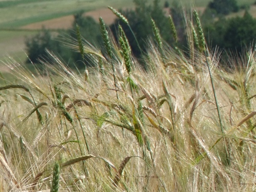 Ceny produktów rolnych (październik 2013 r.)