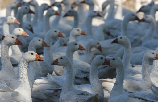 Ceny drobiu i produktów drobiowych w Polsce (30.10.2016)