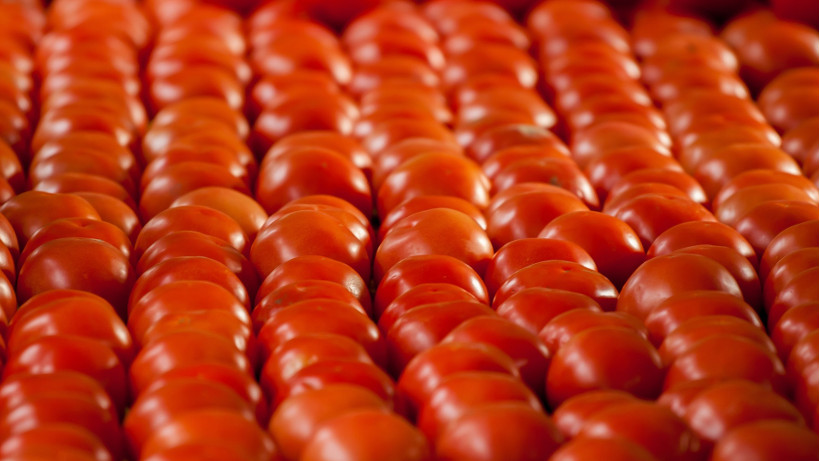 Wzrost marokańskiego eksportu pomidorów i czerwonych owoców do Europy