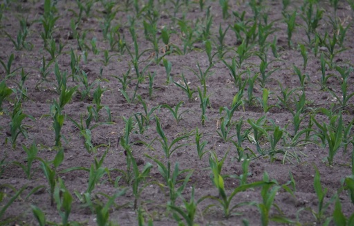 Notowania zbóż i oleistych. Amerykańskie kontrakty na kukurydzę i soję odbiły w górę, ciągnąc za sobą unijne zboża i rzepak (12.04.2017)