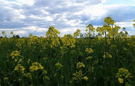 Ceny rzepaku i produktów jego przerobu (4.01.2026)