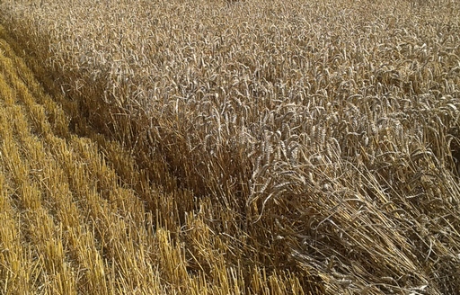 Podsumowanie tygodnia na giełdowym rynku zbóż (1-5.08.2016)