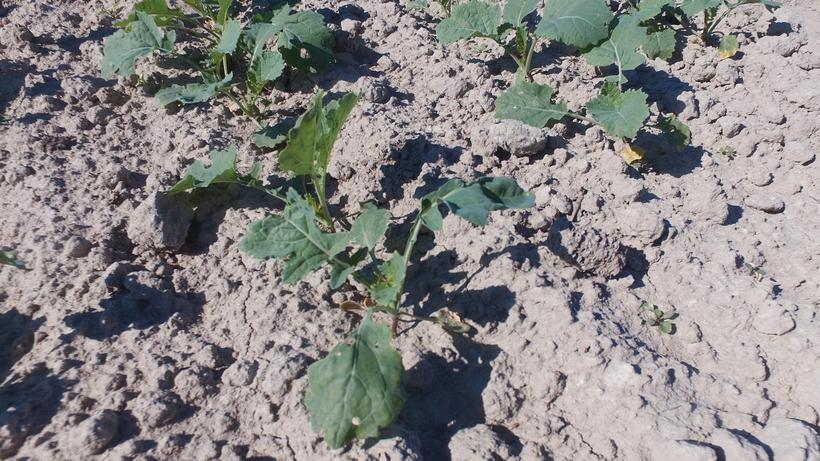 Rzepak nieznacznie w dół (25.09.2016)