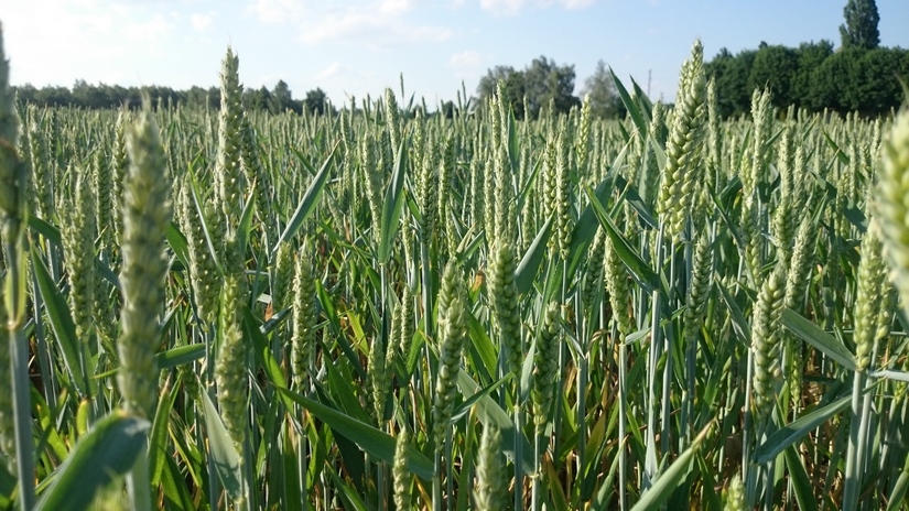Rynek zbóż w Polsce (18.09.2022)