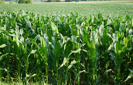 Notowania zbóż i oleistych. Kukurydza i rzepak w dół, pszenica odrabia straty (6.07.2015)