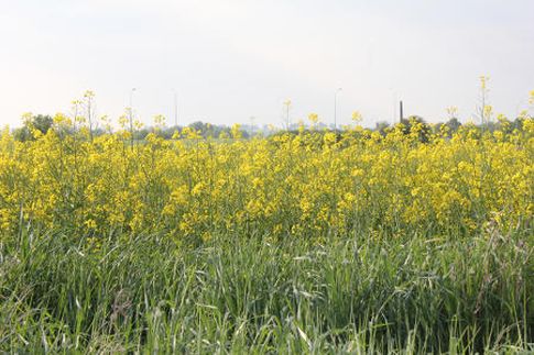 Notowania oleistych na giełdach światowych ( 24.12.2012)
