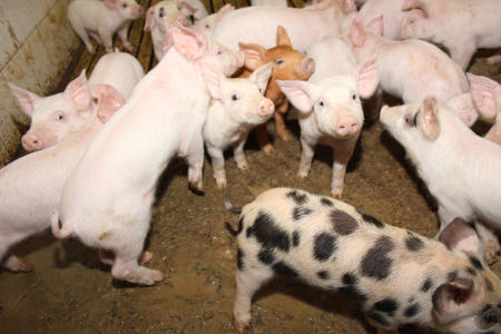 Ceny żywca wieprzowego, wołowego i drobiowego (28.09.2025)