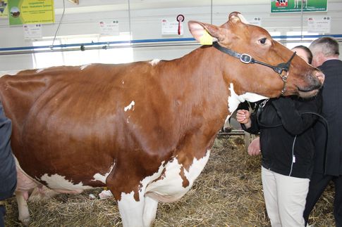 Sytuacja cenowa na rynku wołowiny w Polsce (marzec 2013)