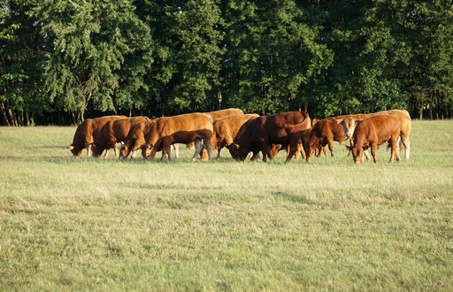 Ceny żywca wołowego, wieprzowego i drobiowego (11.06.2017)