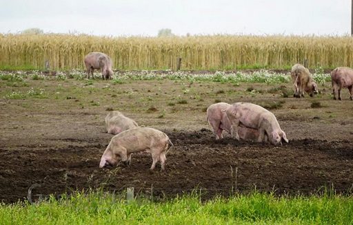 Ceny skupu półtusz wieprzowych (28.08.2016)