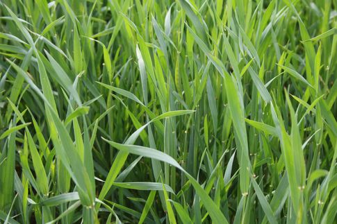 Ceny zbóż na giełdach towarowych (19.10.2025)