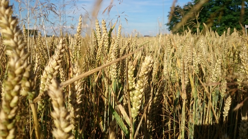 Wzrosty giełdowych notowań pszenicy