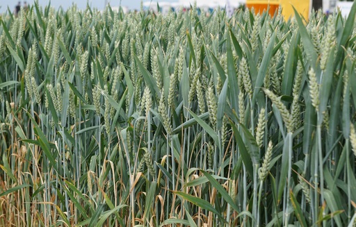 Rynek zbóż w kraju (17.07.2022)