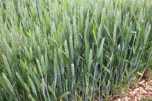 Notowania zbóż i oleistych. Nowe minima amerykańskich zbóż i soi (6.07.2016)