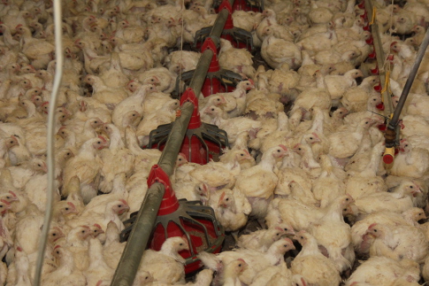 Ceny żywca wieprzowego, wołowego, drobiowego w Polsce (21.08.2016)